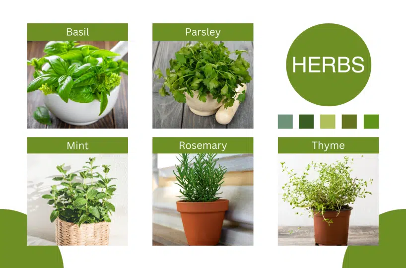 Indoor herb gardening with basil, parsley, mint, rosemary and thyme featured.